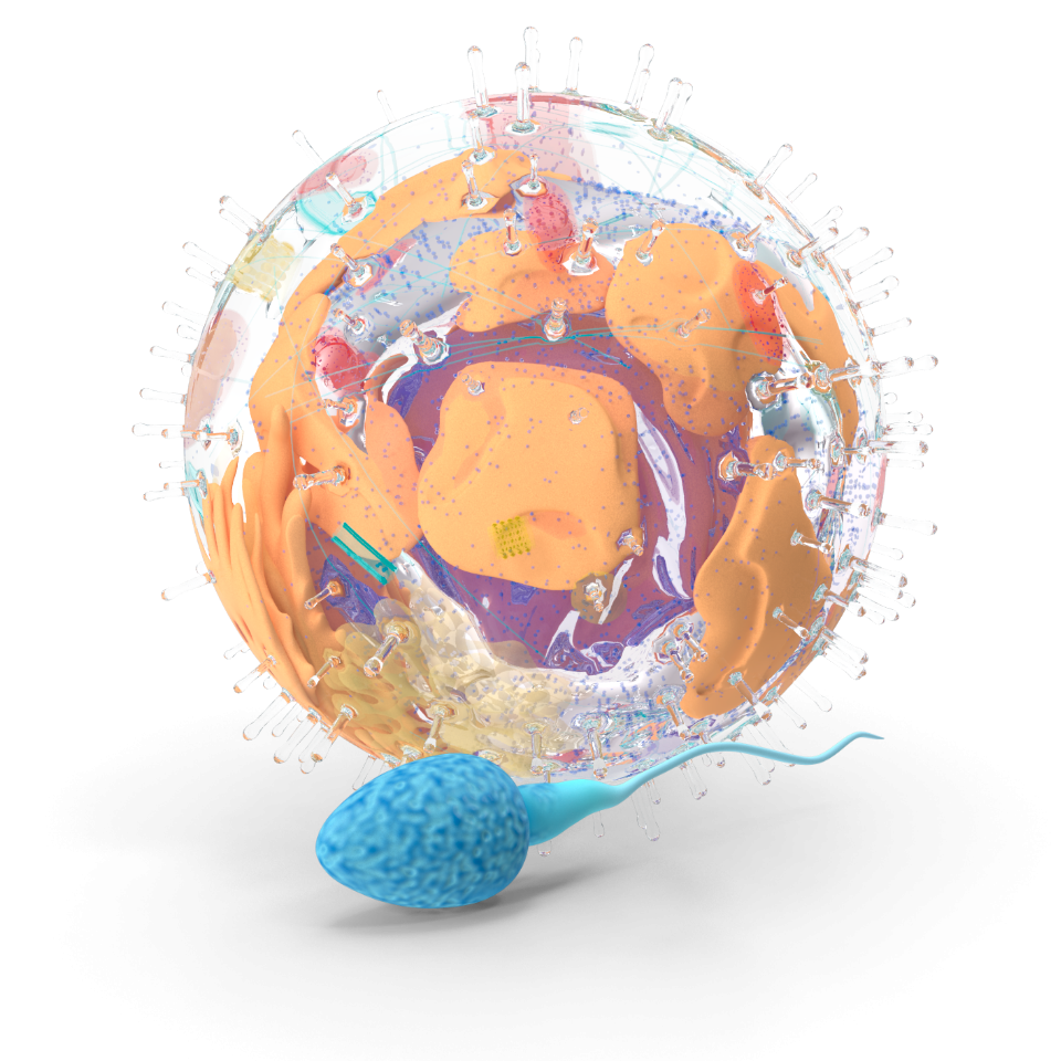 Op.Dr.Seçil Kahveci Elsürer